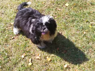 Shih Tzu hvalp