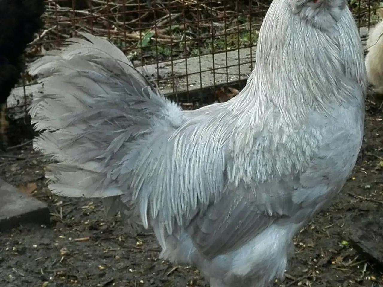 Billede 1 - Engelsk Araucana hane købes