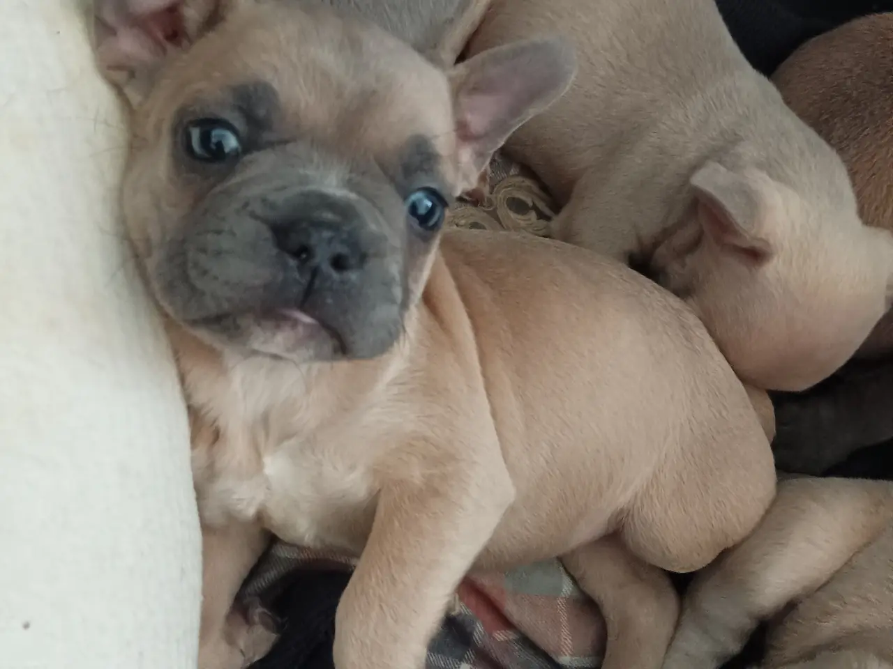 Billede 2 - Hundehvalpe søger nye hjem