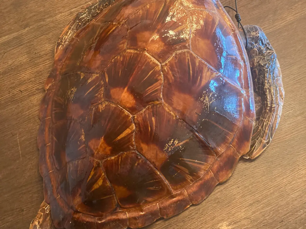 Billede 3 - udstoppet skildpadde