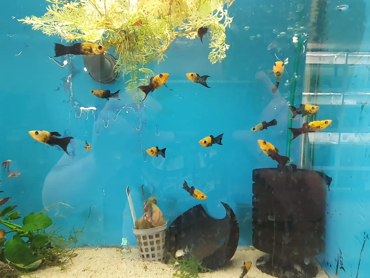 Billede 5 - 🖤💛🐟 BLACK GOLD MOLLY LYRA TIL SALG 🐟💛🖤