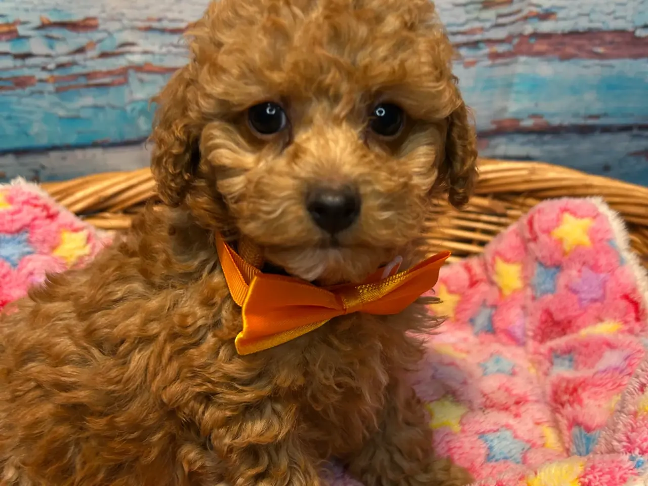 Billede 16 - 🐾✨ Skønne Mini Maltipoo hvalpe klar juli/August