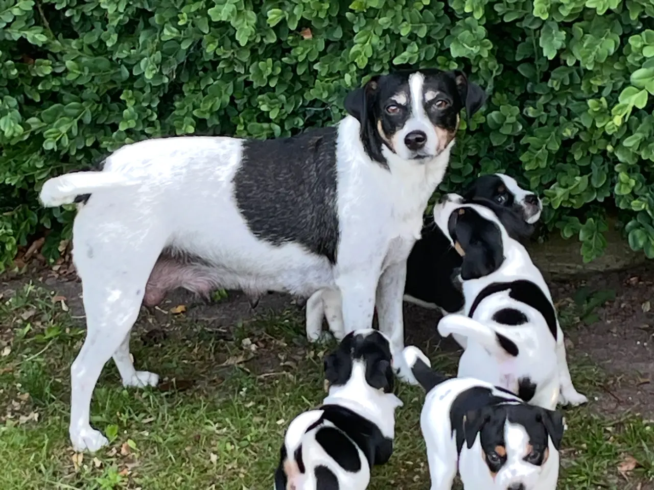 Billede 8 - Dansk svensk gårdhund hvalpe