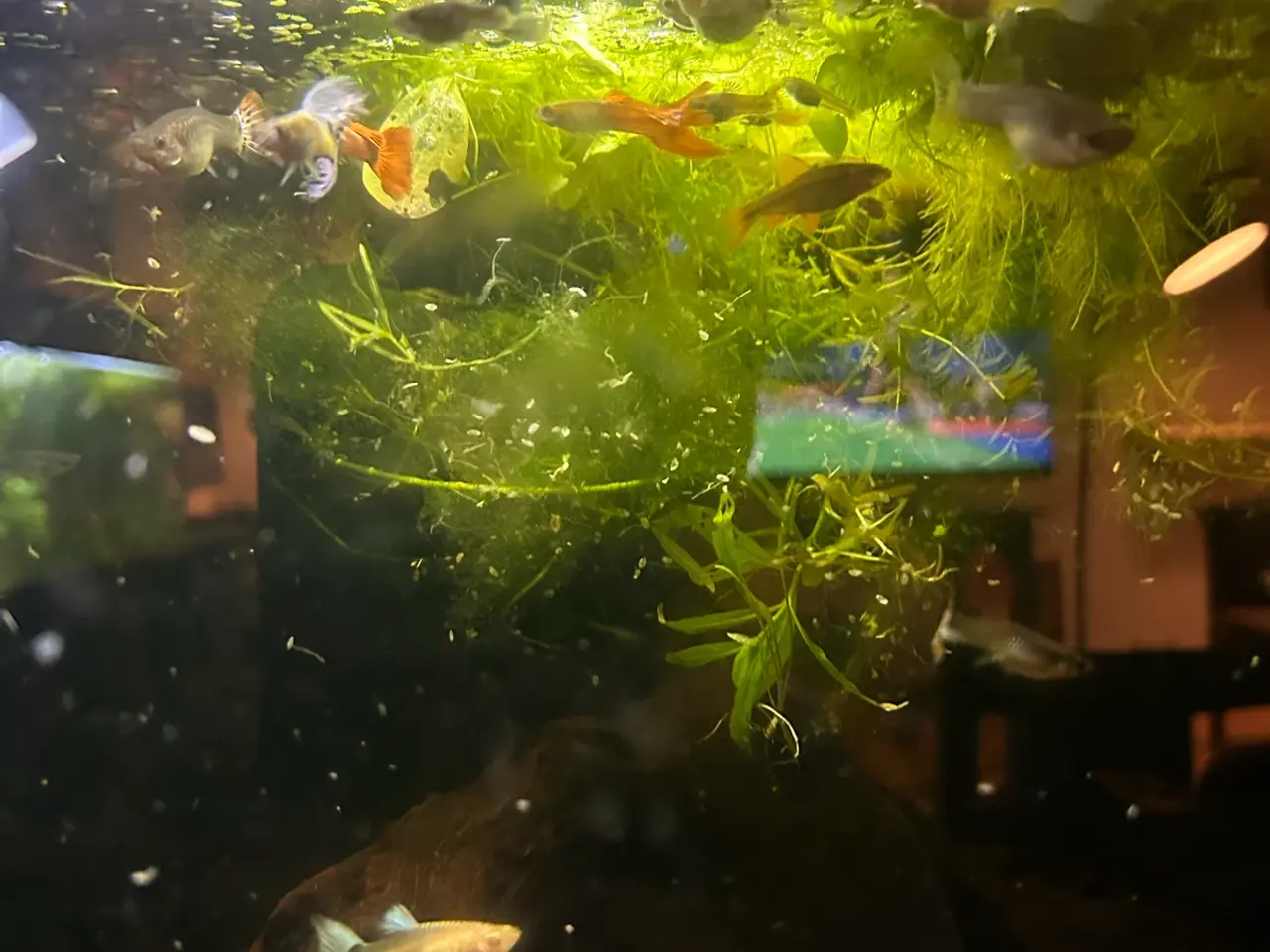 Billede 4 - 🐠 Guppymix – Voksne & Unger | Flotte Farver, Viby
