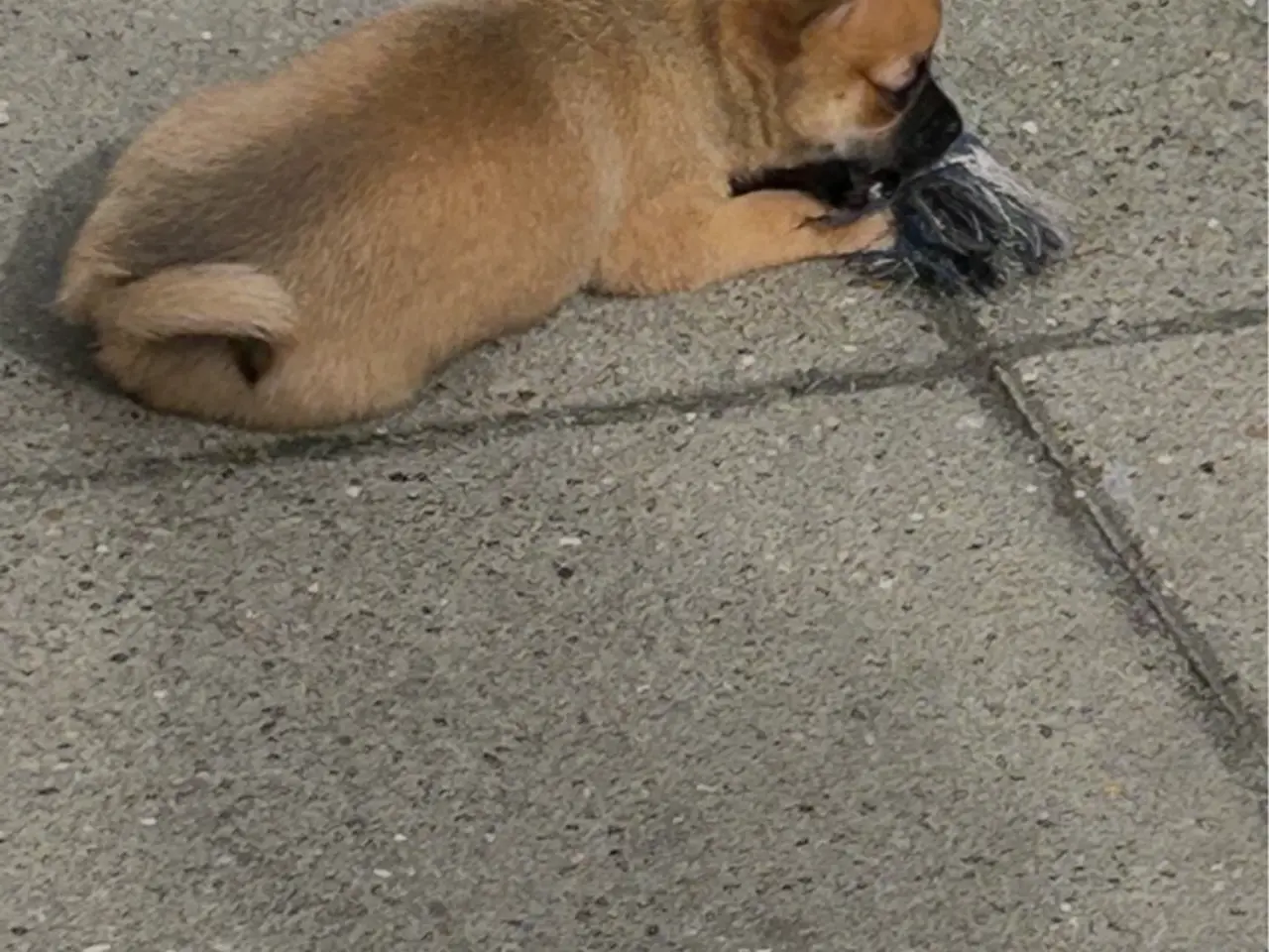Billede 2 - hundehvalpe pomchi 