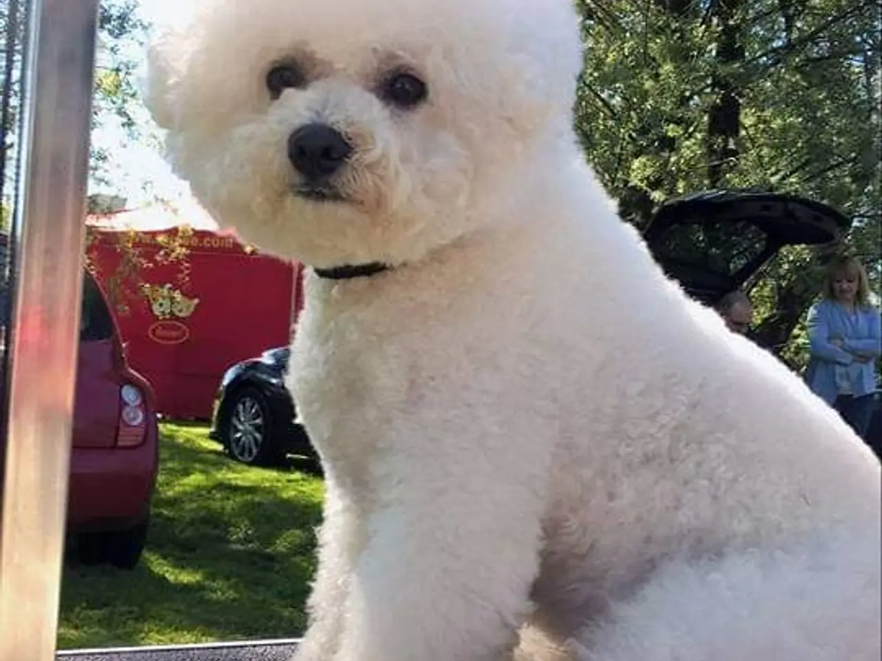 Billede 16 - Bichon Frise allergivenlige hvalpe
