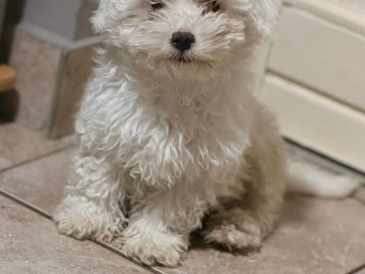 Billede 3 - Bichon malteser hvalpe