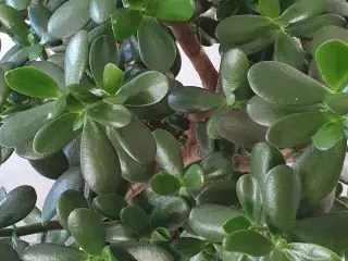 Store grønne planter