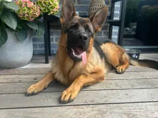 Super dejlig Schæferhan på 9 måneder - 3
