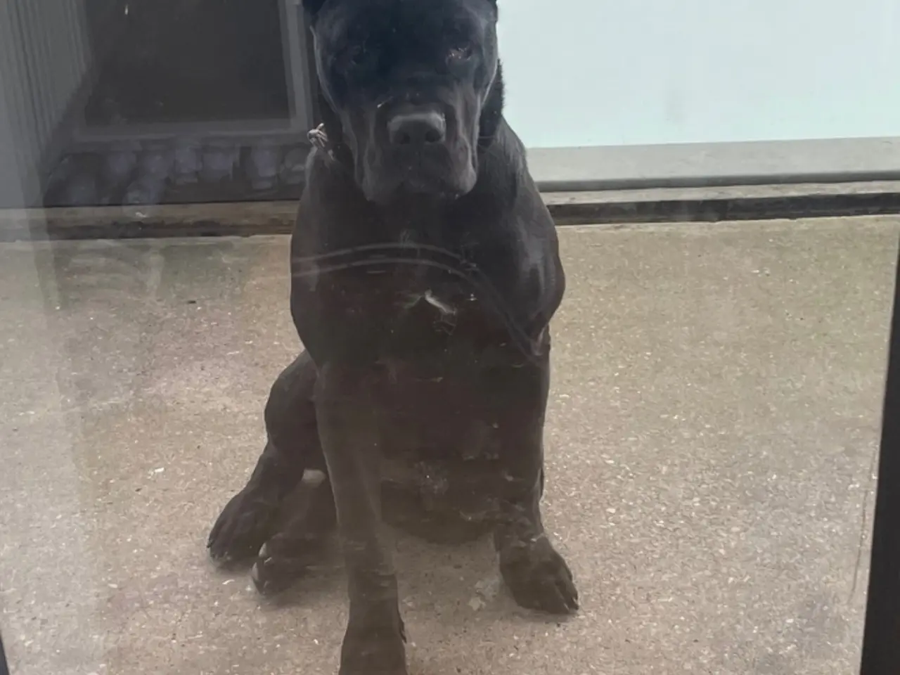 Billede 4 - Cane Corso 