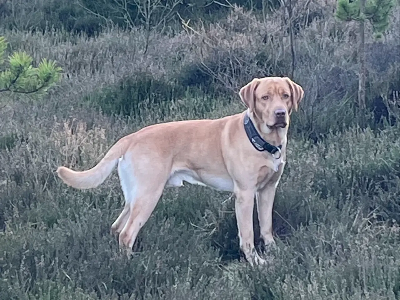 Billede 2 - Rød/gul labrador tilbydes til parring