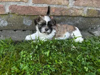Shih Tzu og Lhasa Apso - 2 tæver