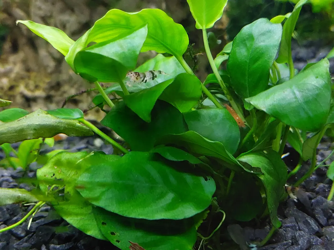Billede 3 - Racoon tiger rejer caridina