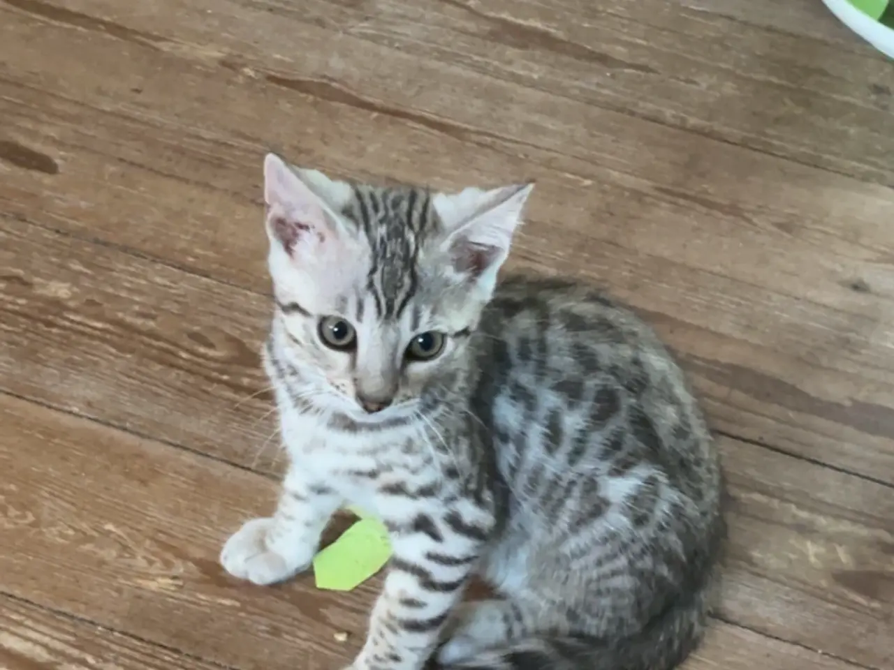 Billede 10 - Fine Bengal killinger klar til afrejse