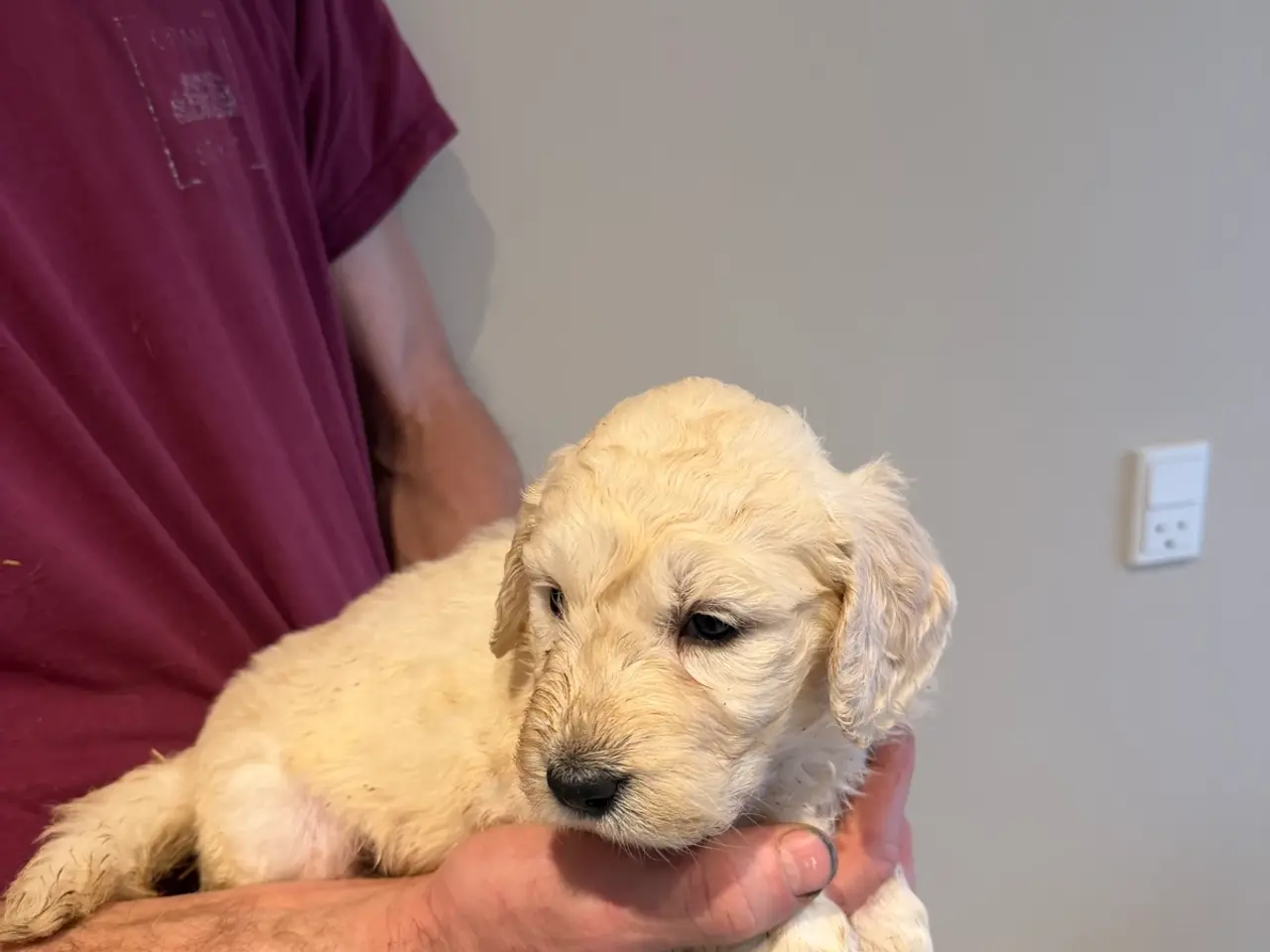 Billede 18 - Smukke Golden Doodle hvalpe