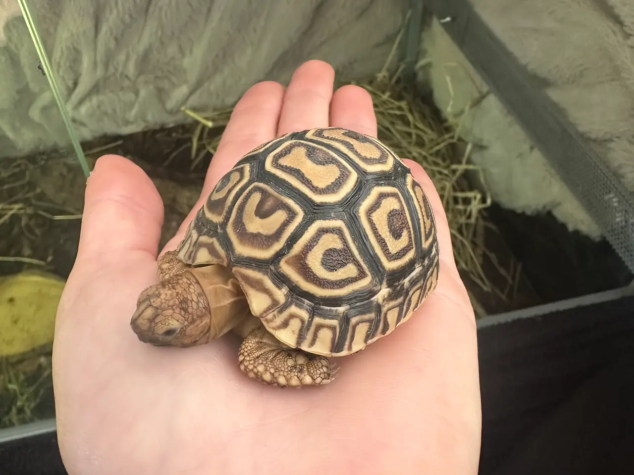 Billede 2 - Leopard skildpadde ca. 1 år sælges – komplet setup