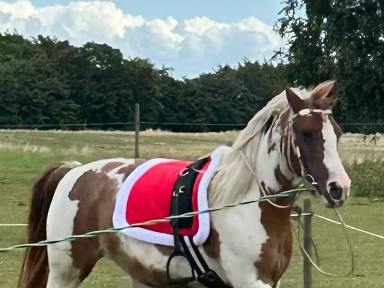 Billede 10 - Smuk prinsesse pony sælges