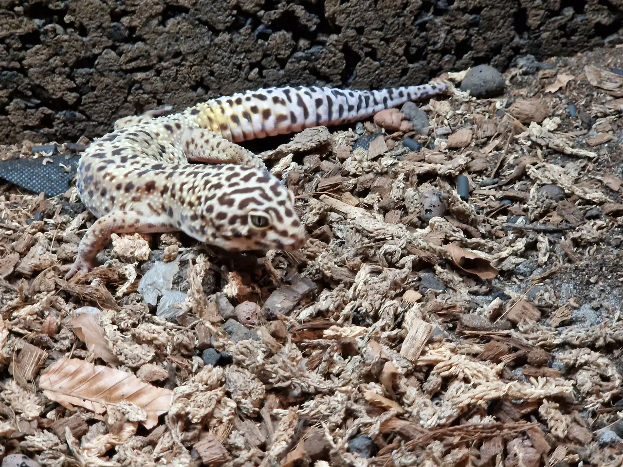 Billede 1 - Leopardgekko + terrarie og udstyr