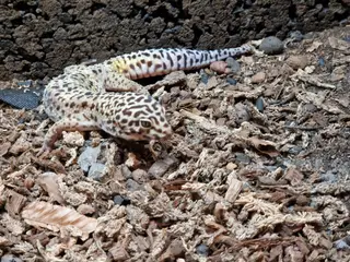 Leopardgekko + terrarie og udstyr