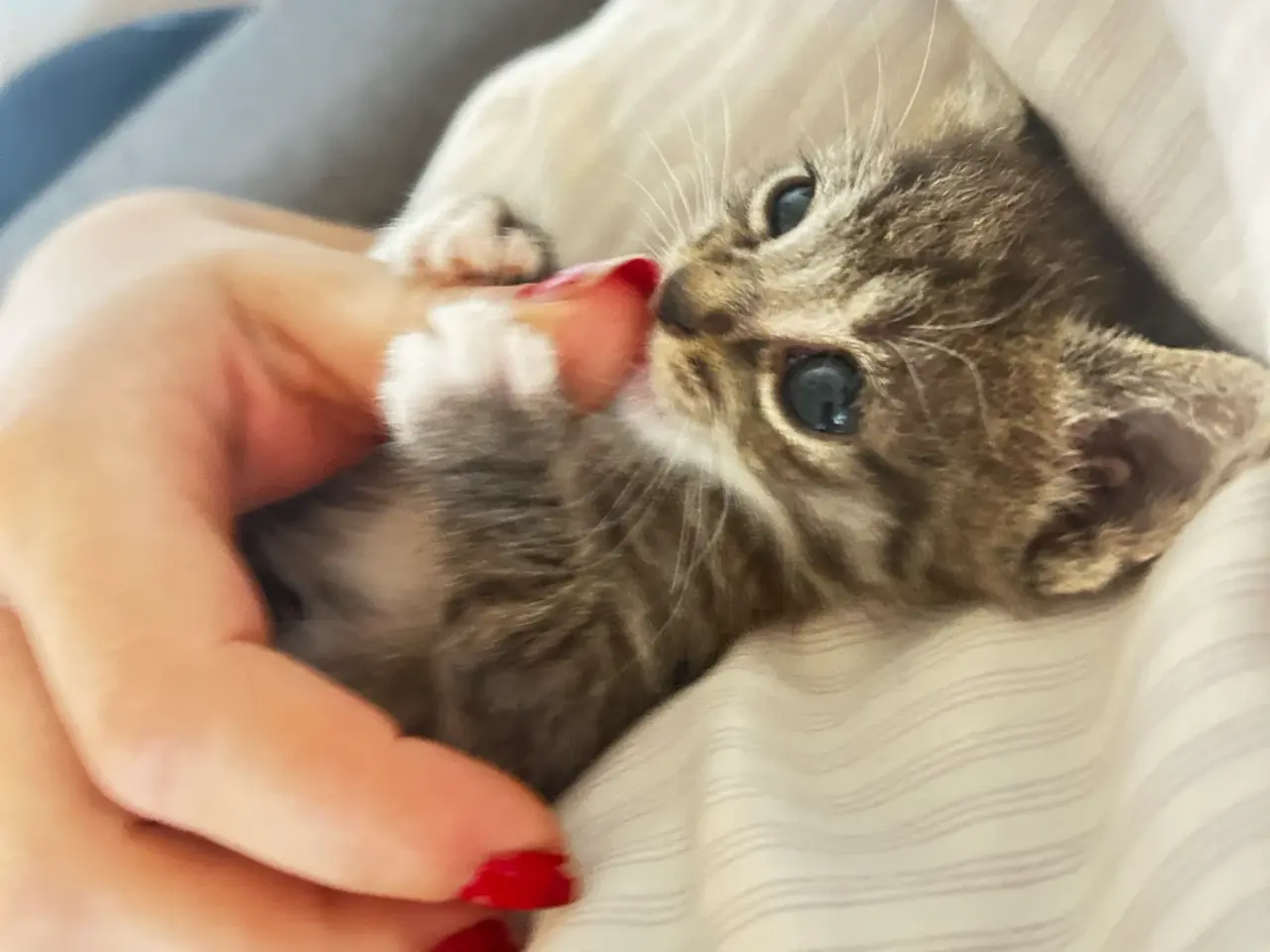 Billede 10 - Søde katte killinger søger hjem❤️