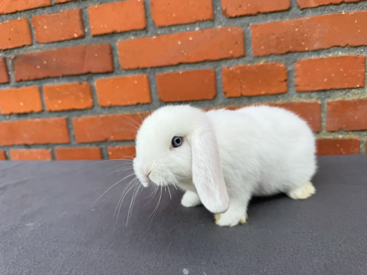 Billede 5 - Mini lop hankanin