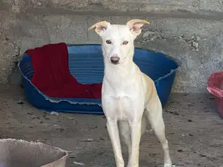 Vidunderlige Lotus søger sin helt egen familie 🥰