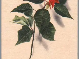 Illa - Stender Eneret - Serie 695 - Postkort - Brugt