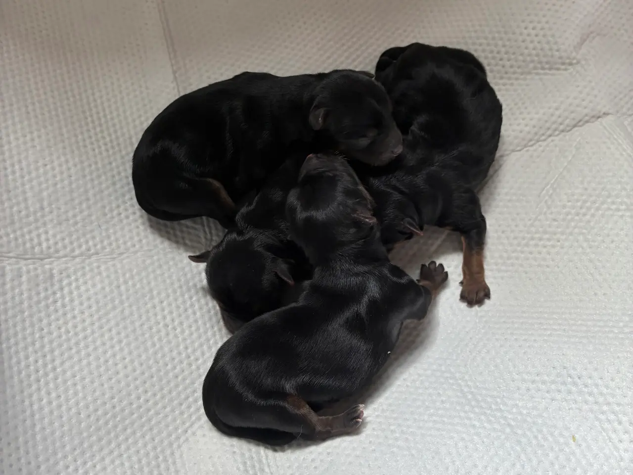 Billede 8 - Chorkie hvalpe