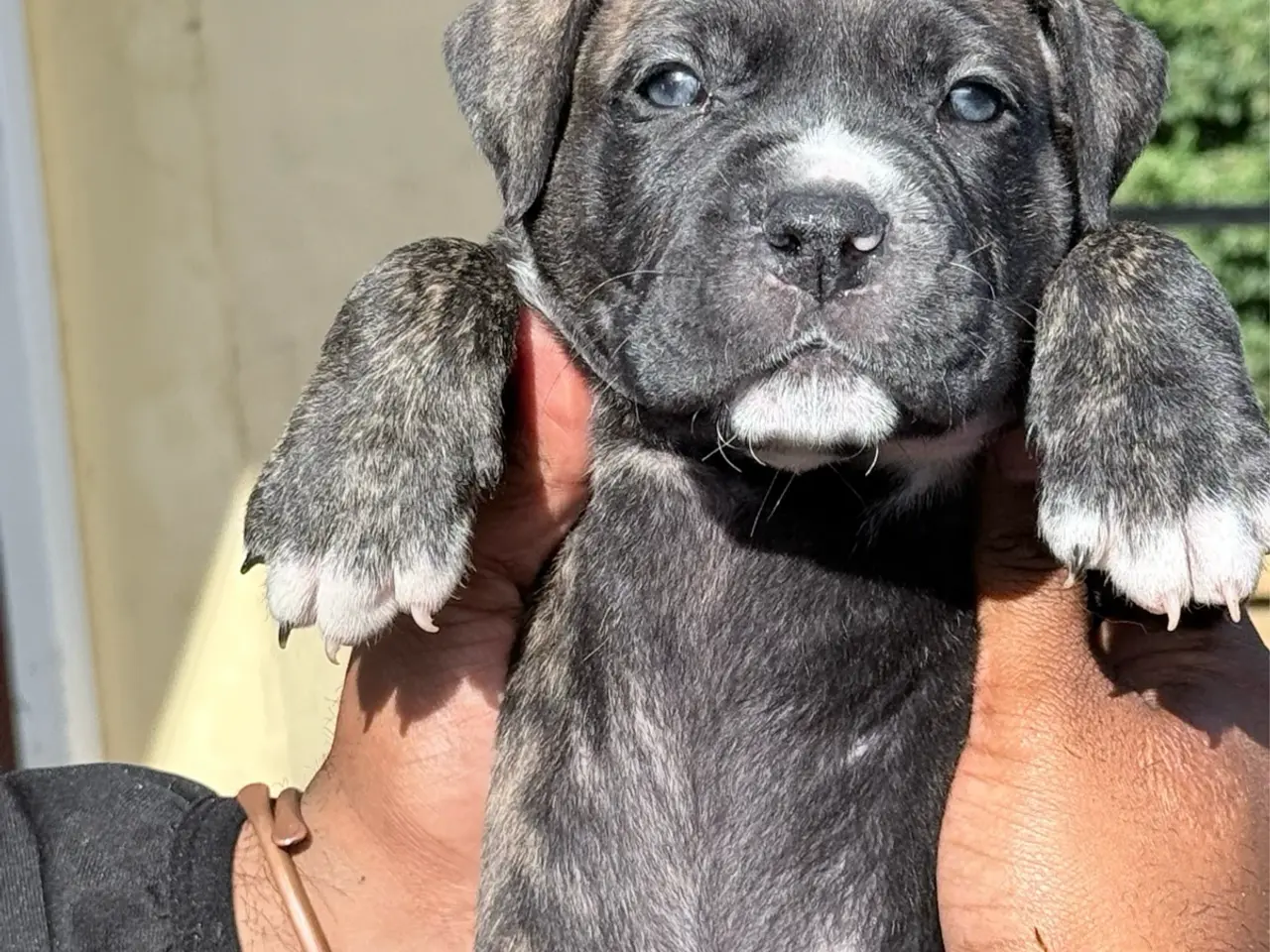 Billede 4 - Presa canario / Cane Corso hvalpe