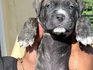 Presa canario / Cane Corso hvalpe - 4