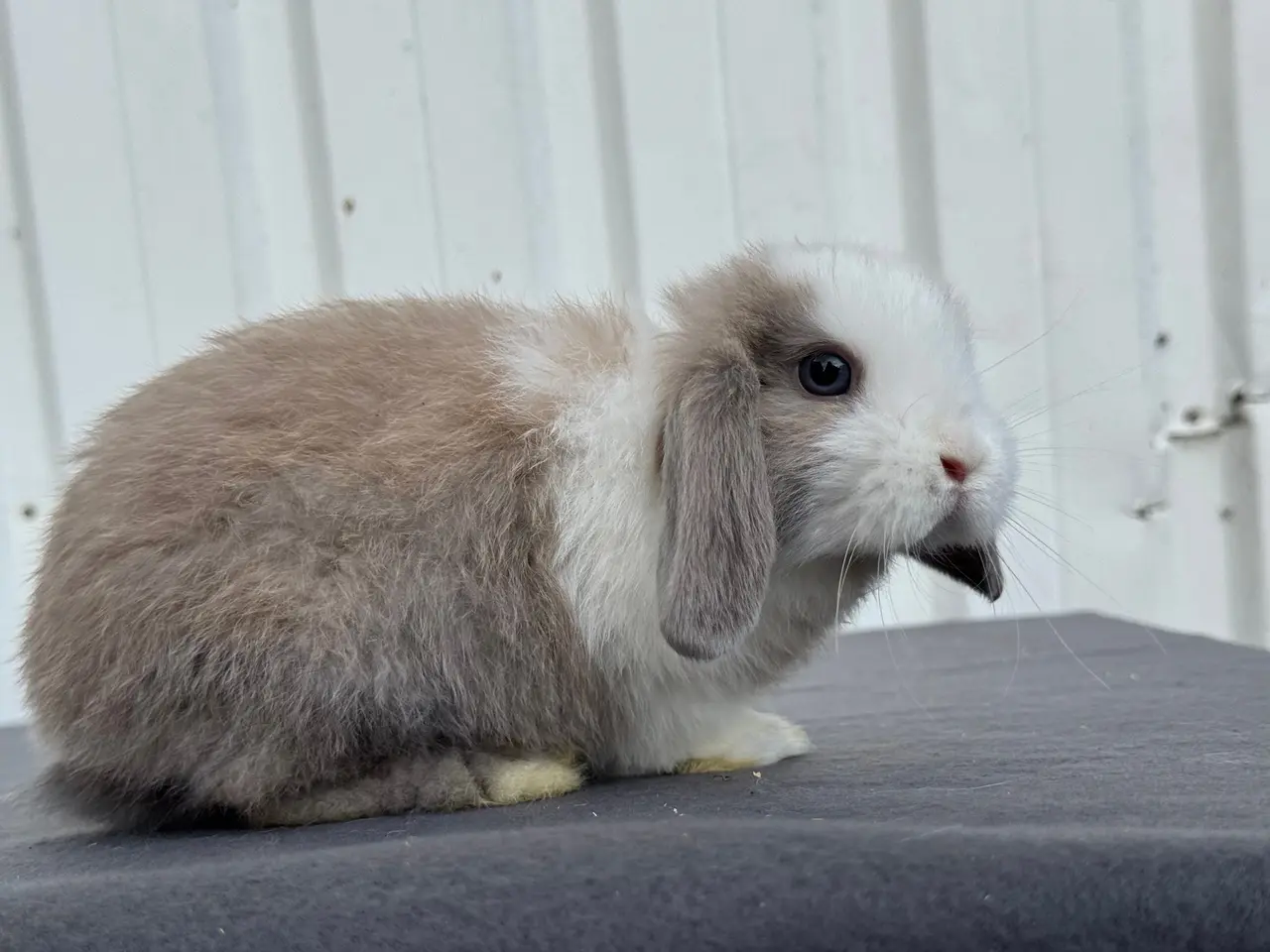 Billede 9 - Mini lops hanner