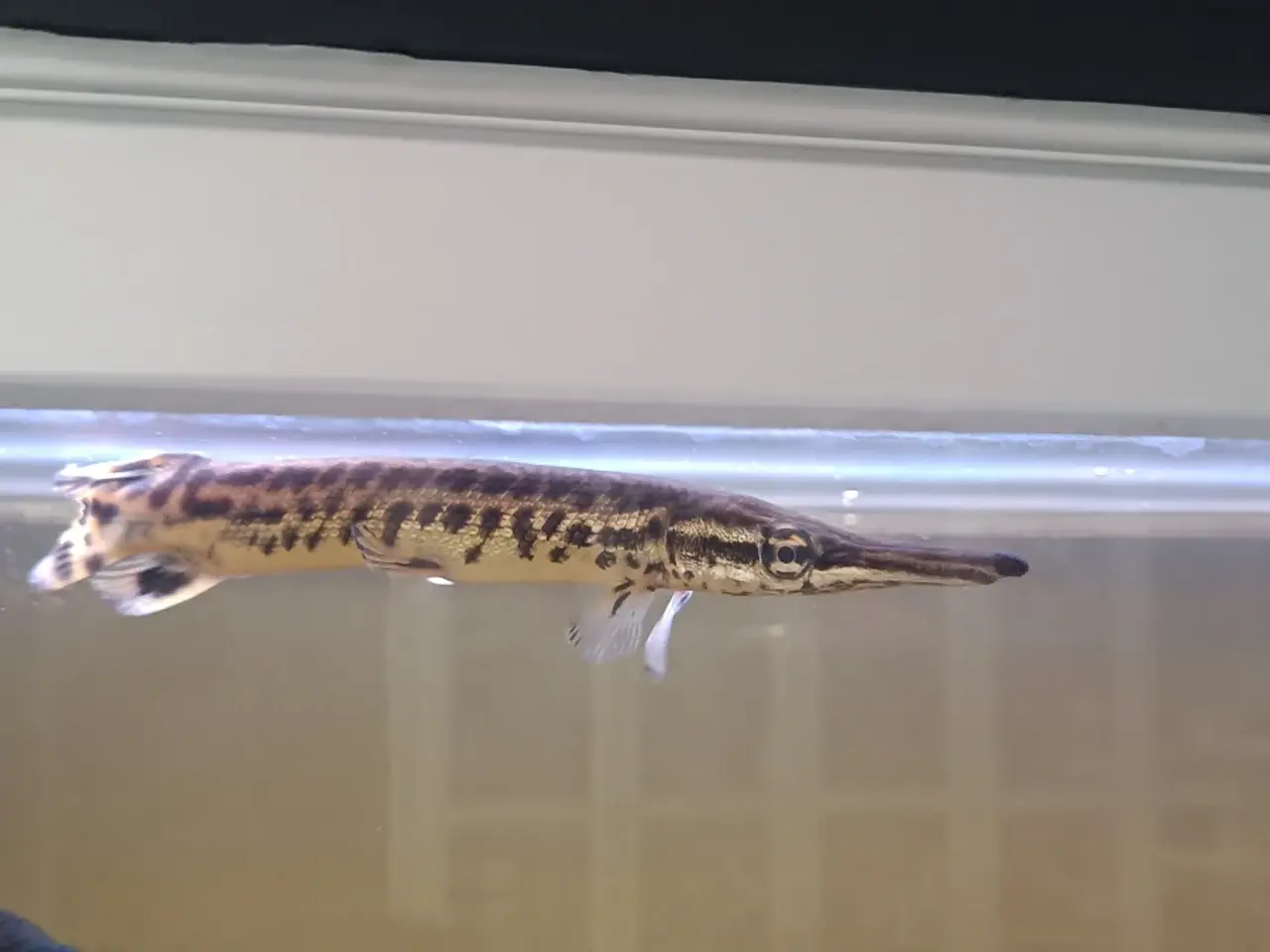 Billede 1 - Alligatorergar 20 cm