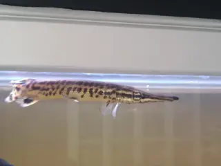 Alligatorergar 20 cm