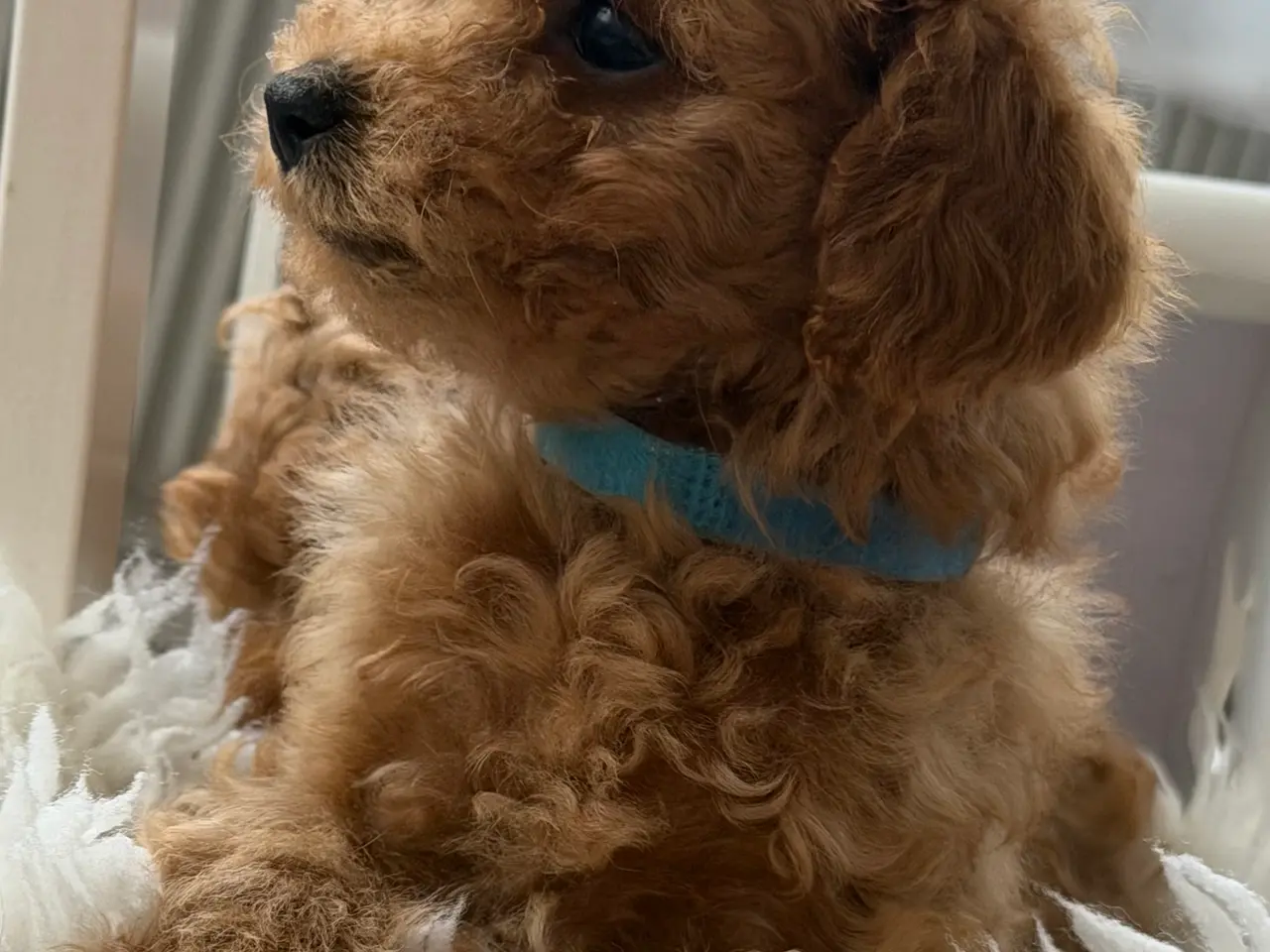 Billede 2 -  Søde Mini Maltipoo hvalpe til salg