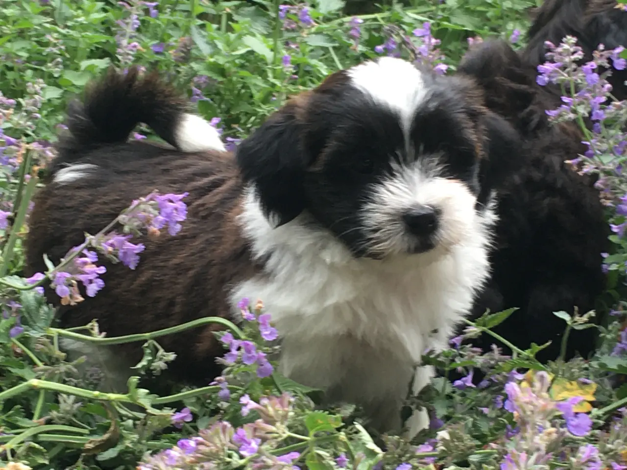 Billede 11 - Avlstjeneste - Bichon Havanais