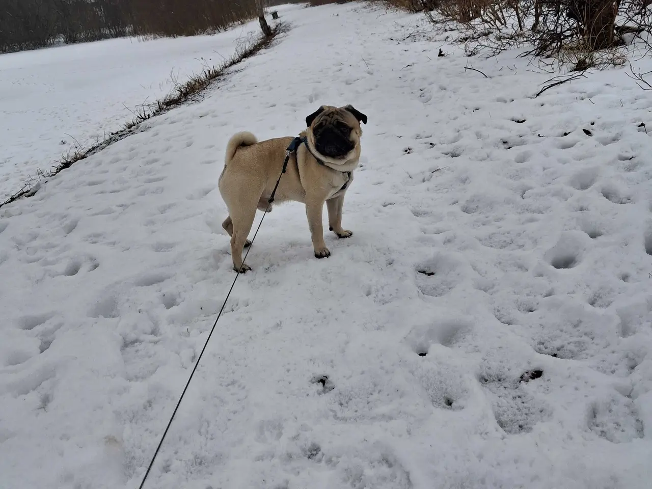 Billede 3 - Mops til parring  