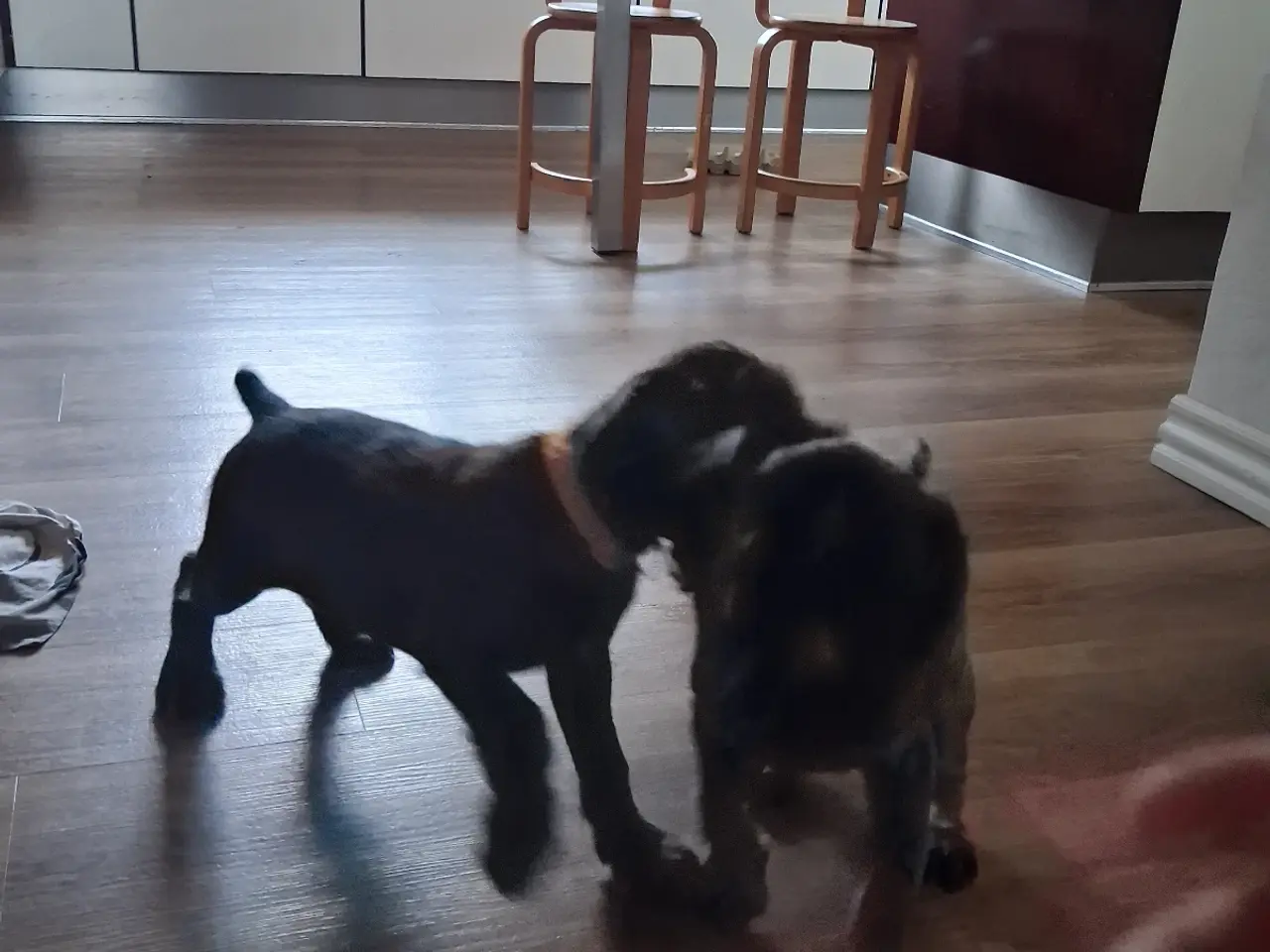 Billede 7 - Ruhåret hønsehund hvalpe