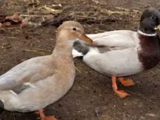 Mignonænder søges