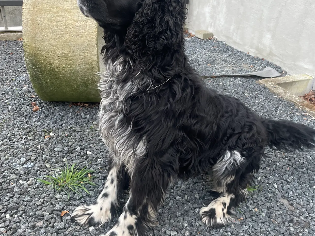 Billede 1 - Handhund til parring engelsk springer