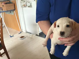 🐶❤️ De sidste 2 drenge søger deres nye familier ❤