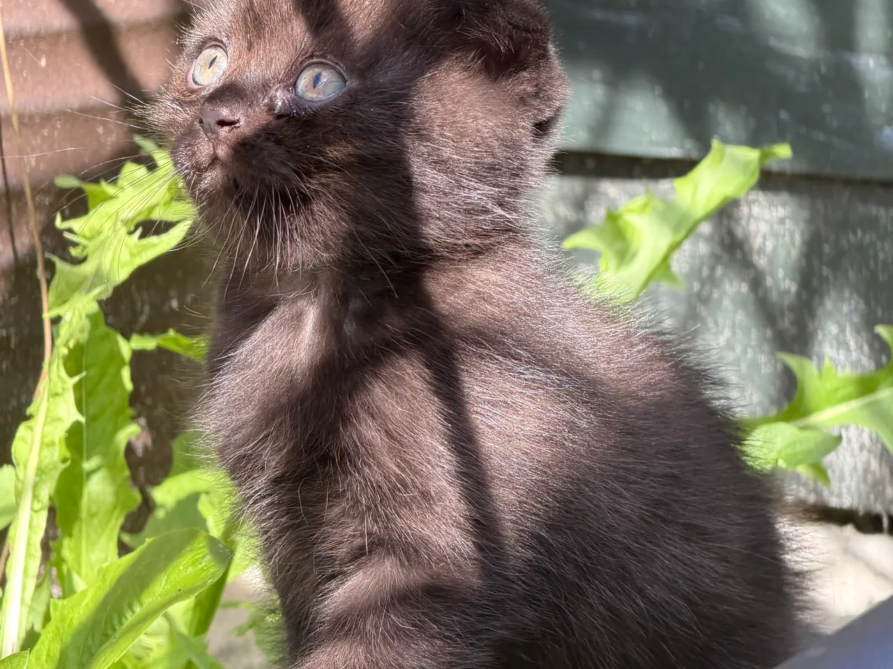 Billede 5 - Skønne British shorthair/scottish fold killinger
