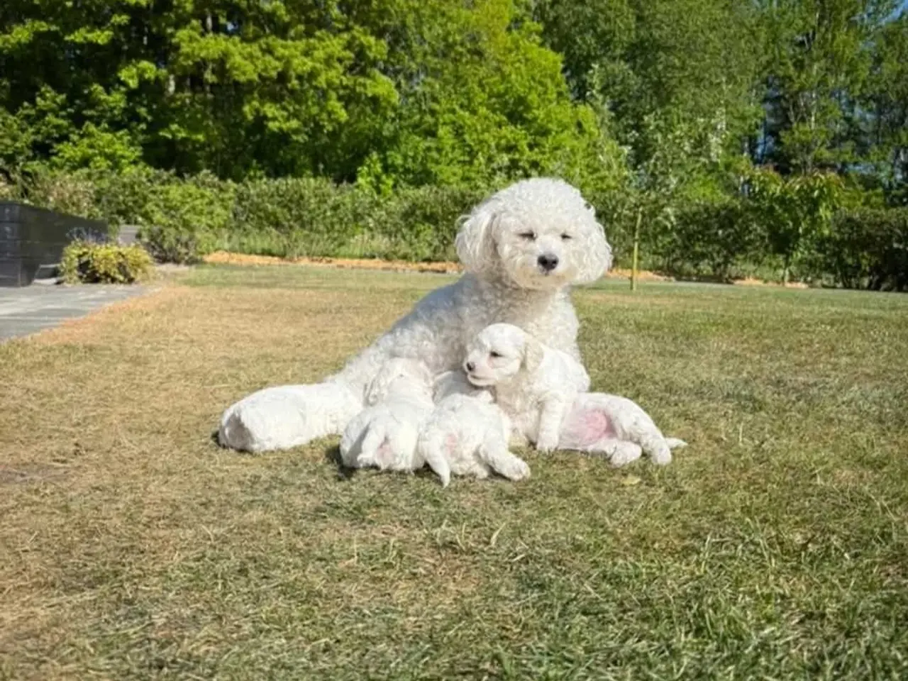 Billede 10 - Bichon frise tilbydes til avl.