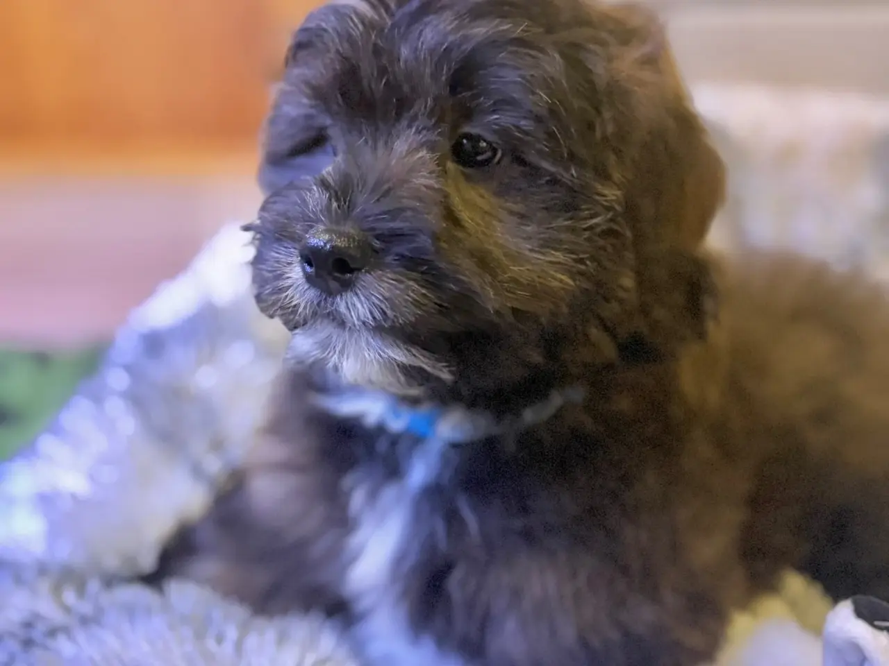Billede 7 - Cavapoo Far/ Shih tzu-mor/