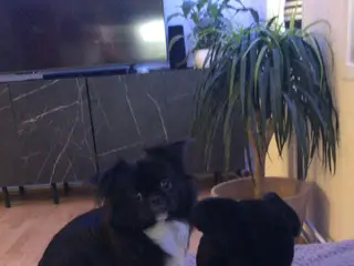 Mops/pekingeser søger kærligt hjem