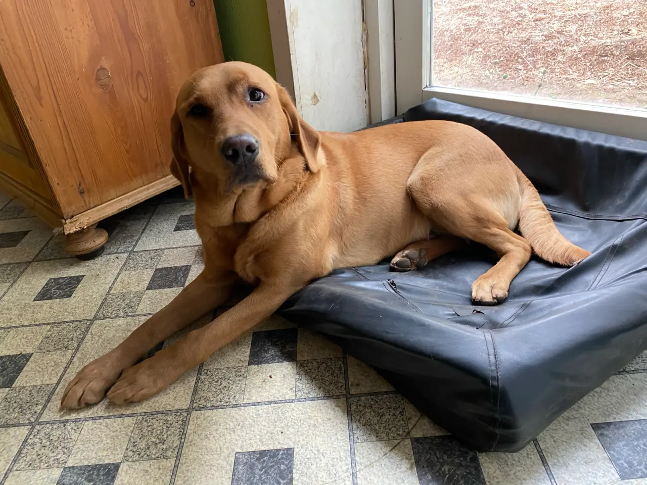 Billede 8 - Ægte Red FOX Labrador tæve