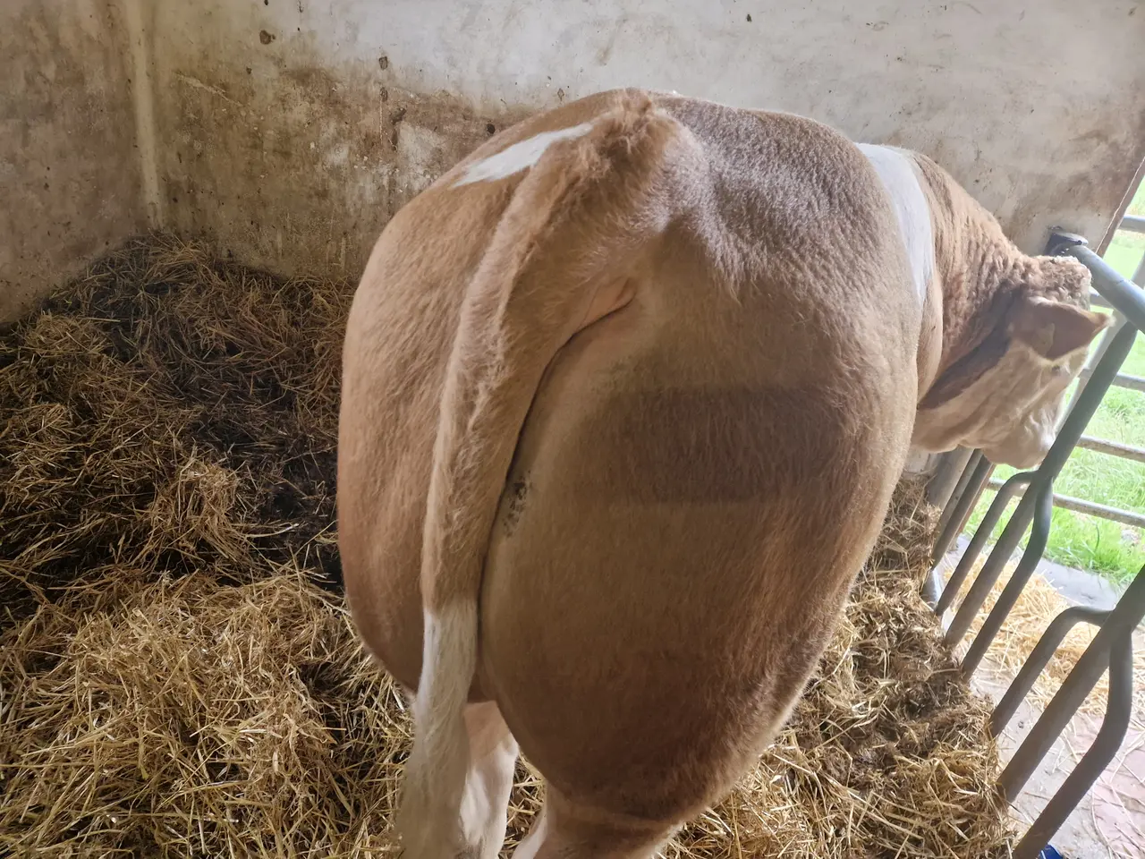 Billede 2 - Simmental tyr