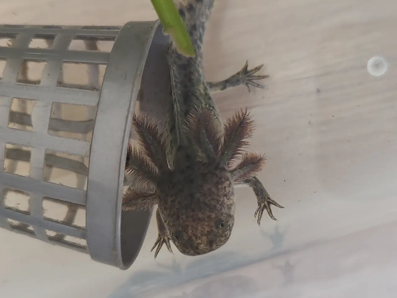 Billede 5 - Axolotl unger