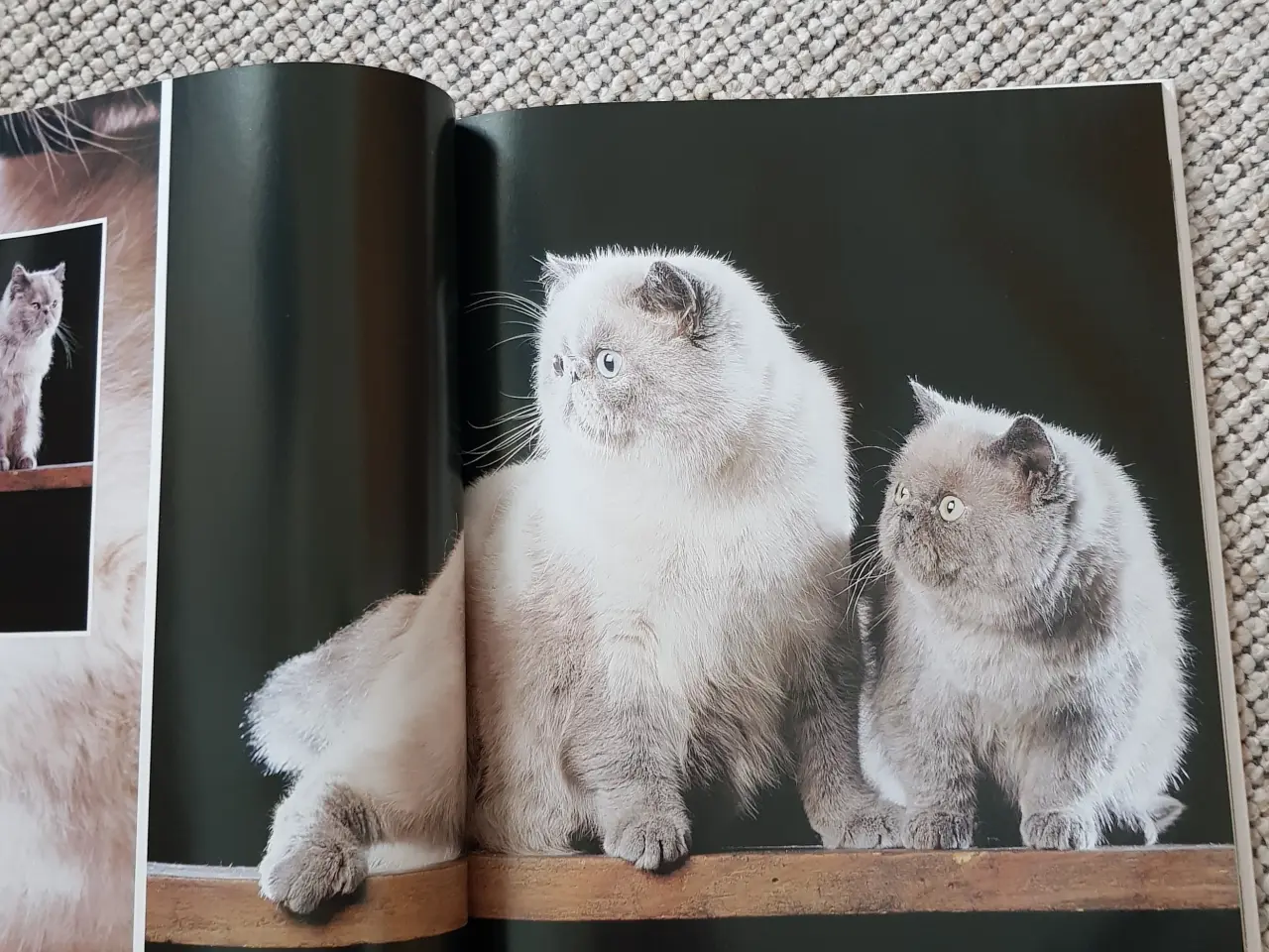 Billede 1 - Katte opslagsværk - Cat encyclopedia Volume 3