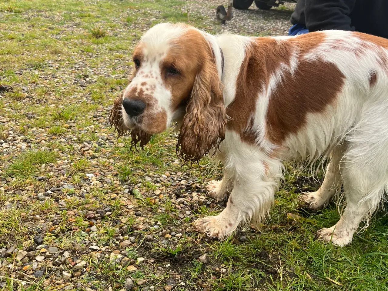 Billede 2 - Cocker spaniel . Engelsk han avl
