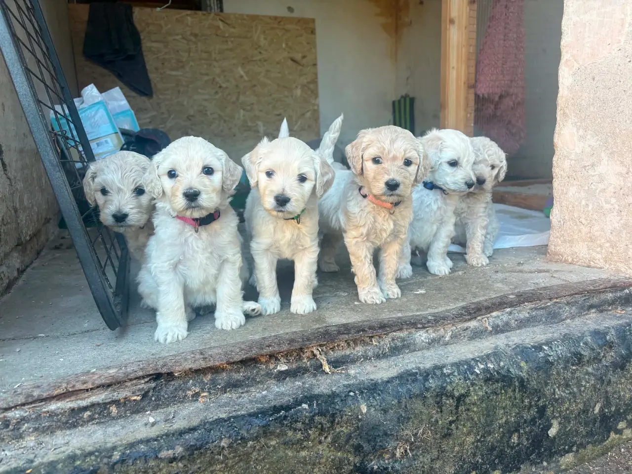 Billede 1 - Skønne Multigen Labradoodle hvalpe sælges